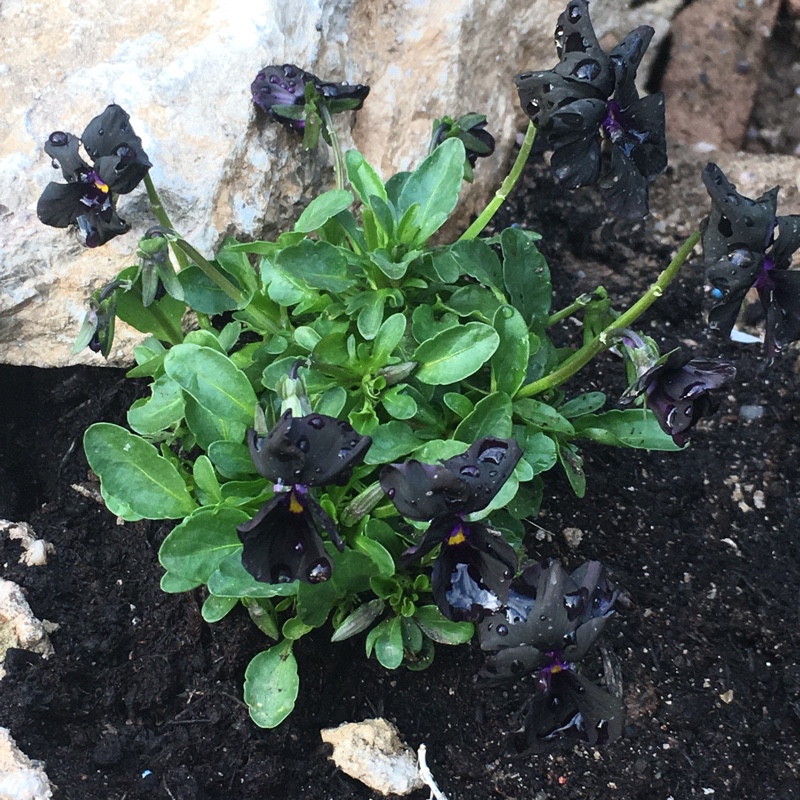 Plant image Viola cornuta 'Molly Sanderson'