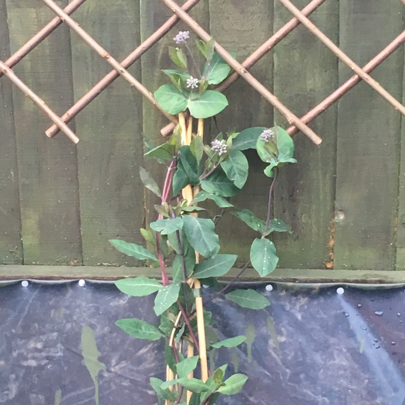 Honeysuckle 'Gold Flame'