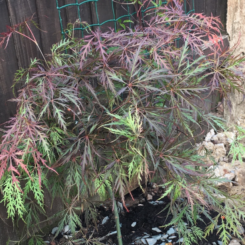 Cut Leaf Japanese Maple 'Garnet'