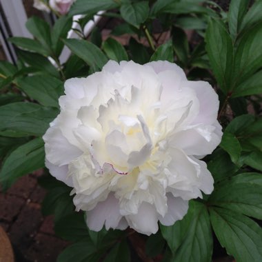 Paeonia lactiflora 'Angel Cheeks'