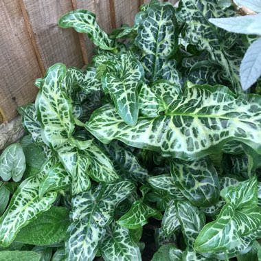 Arrowhead Vine