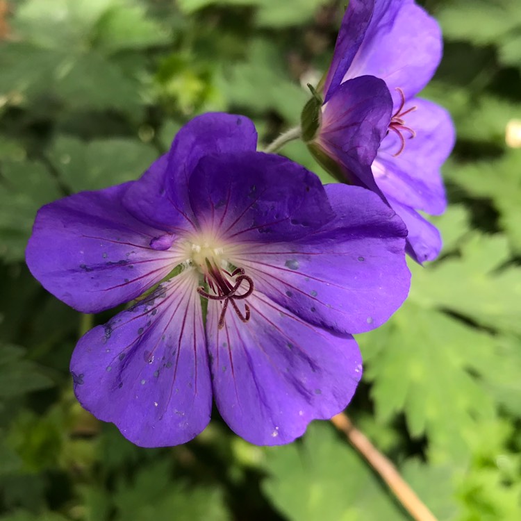 plant image 1071166