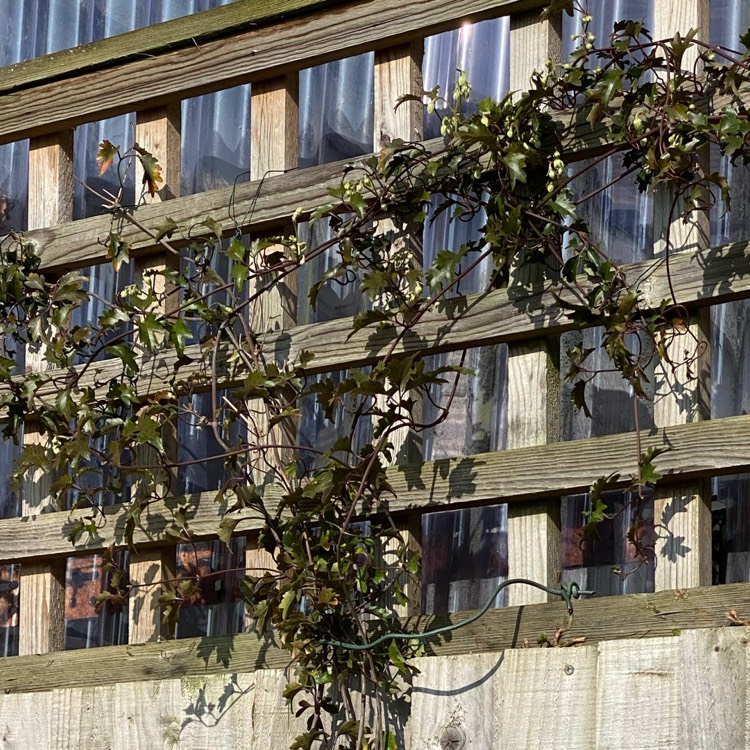 plant image 1445609