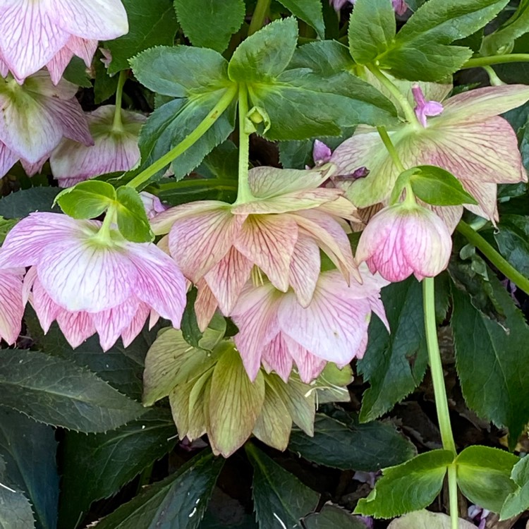 plant image 1445616