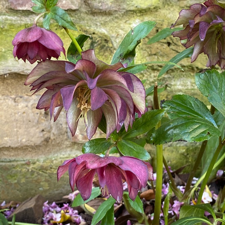 Plant image Helleborus x hybridus 'Hlr 210' (Spring Promise Series) syn. Helleborus x hybridus 'SP Lily'
