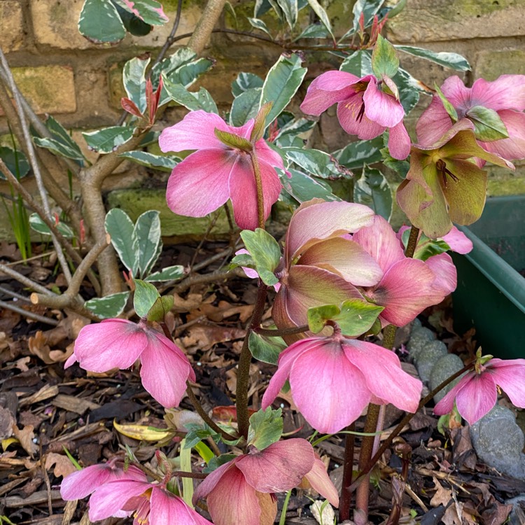 plant image 1445622