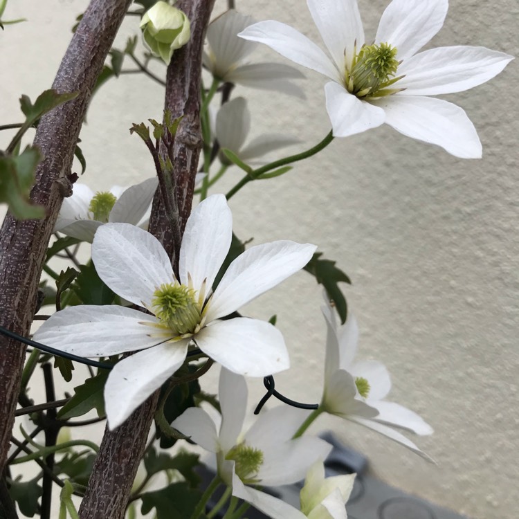 plant image 981053