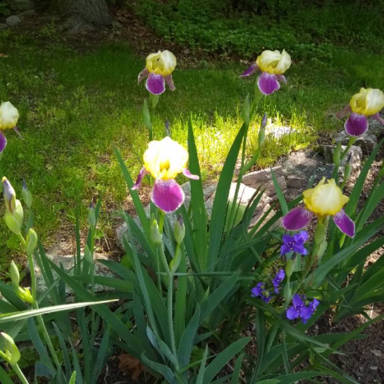 plant image 1315693