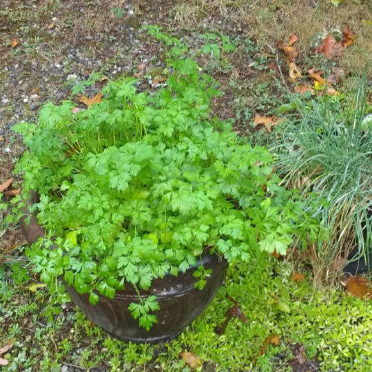 plant image 572295