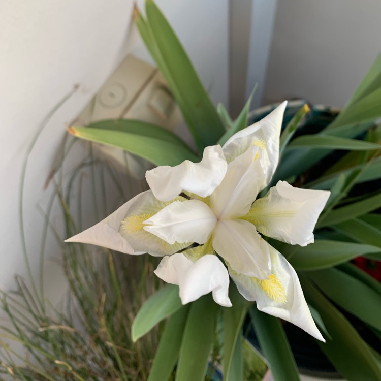 plant image 1605669