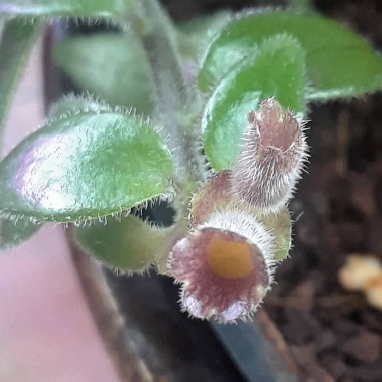 Plant image Aeschynanthus 'Twister'