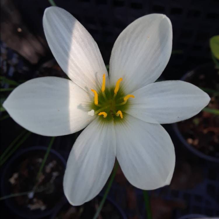 plant image 1396069