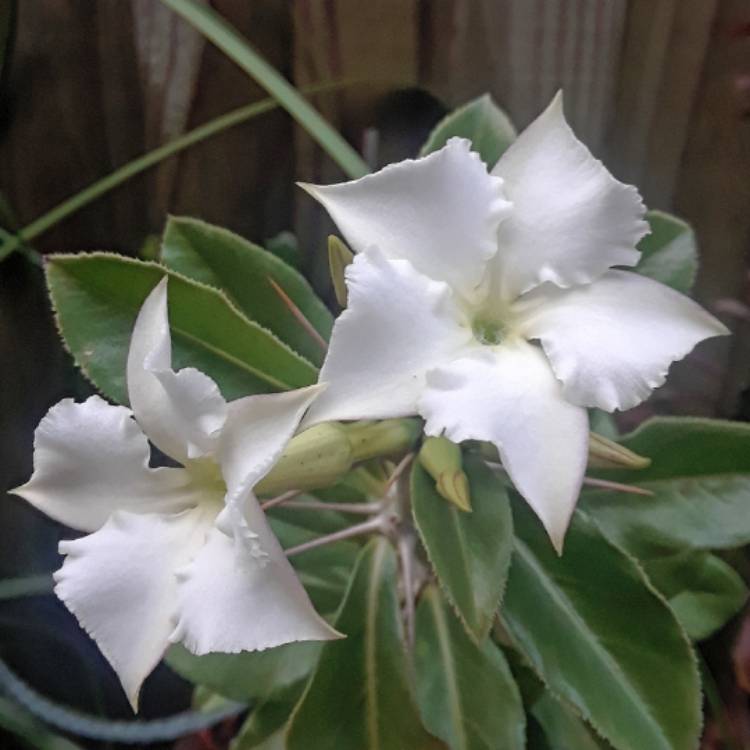 plant image 1396113 plant image 1396113