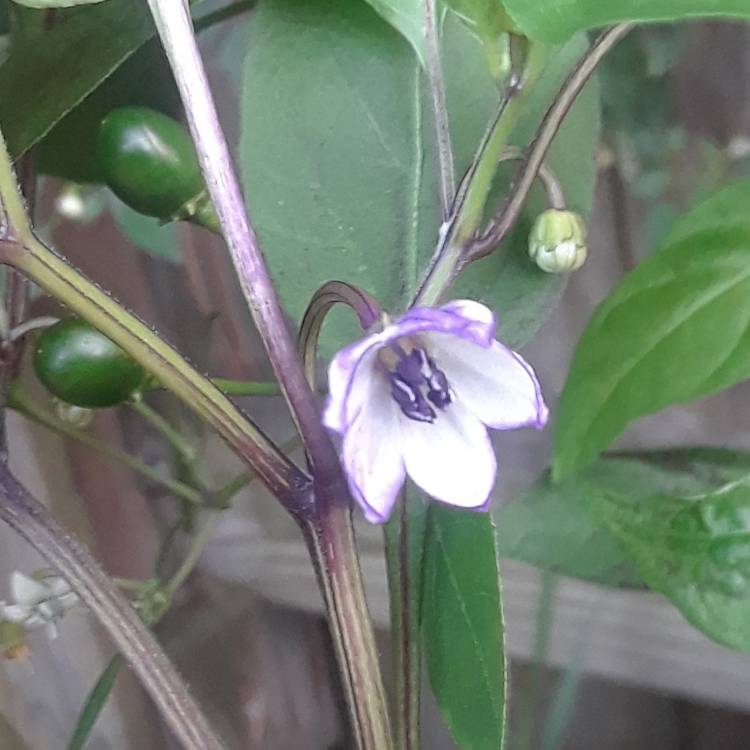 Plant image Capsicum Annuum