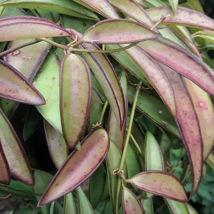 Plant image Hoya Wayettii