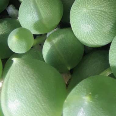 Senecio rowleyanus variegata