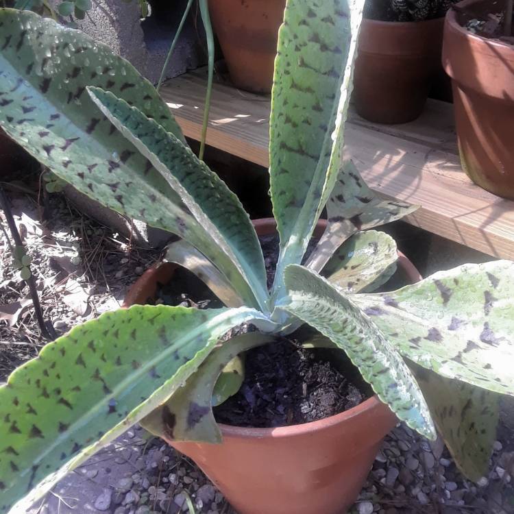 plant image 1399257 plant image 1399257