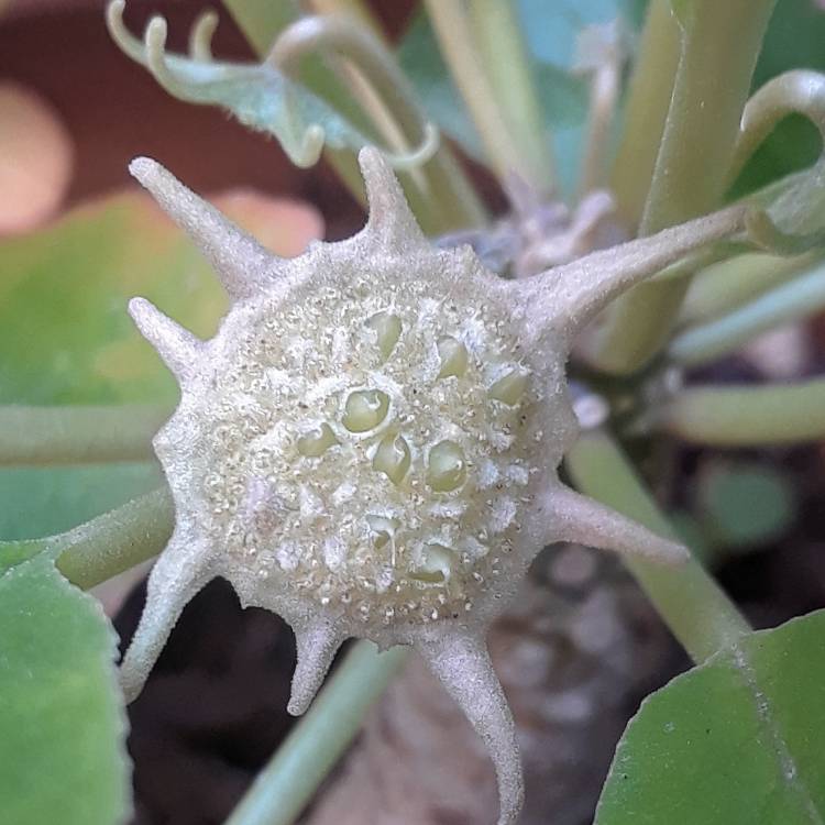 plant image 1400850