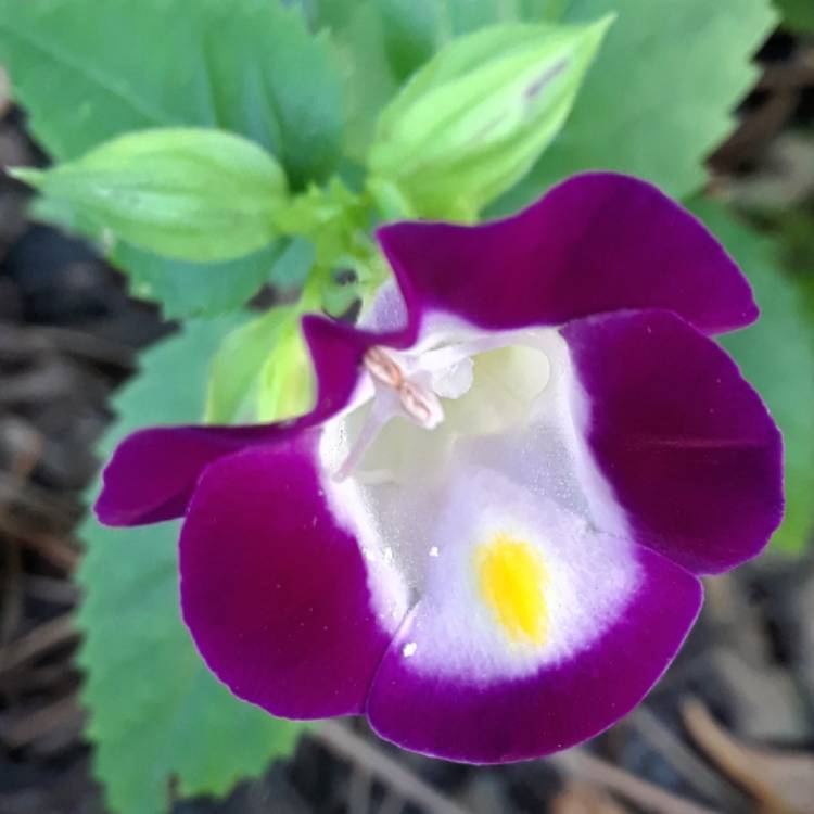 plant image 1400867