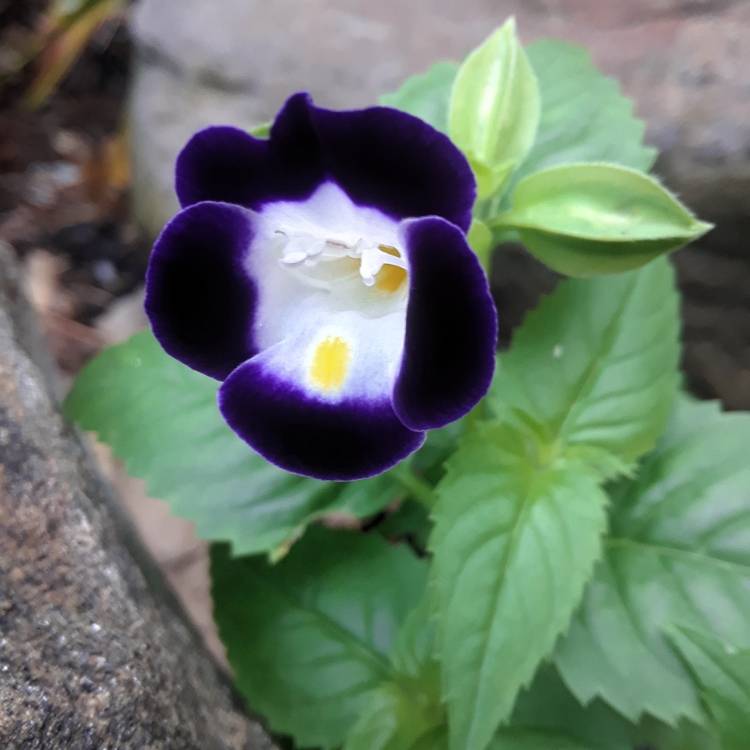 Plant image Torenia fournieri