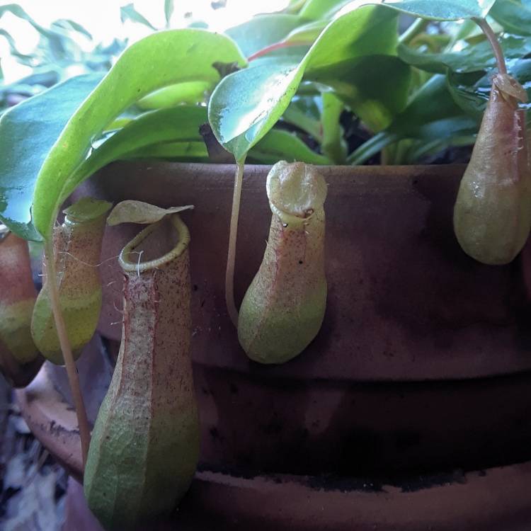 Plant image Nepenthes