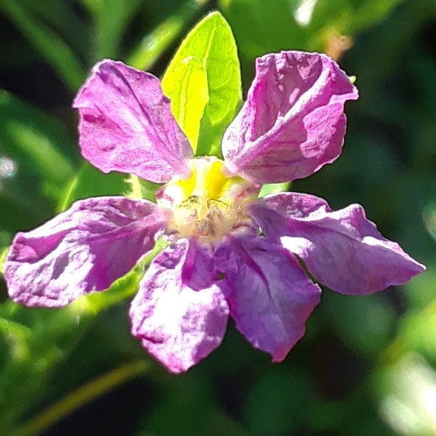 plant image 1404371