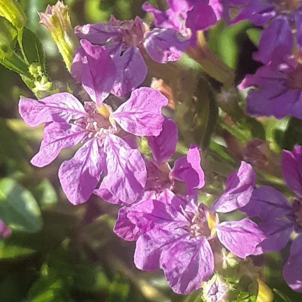 plant image 1404375