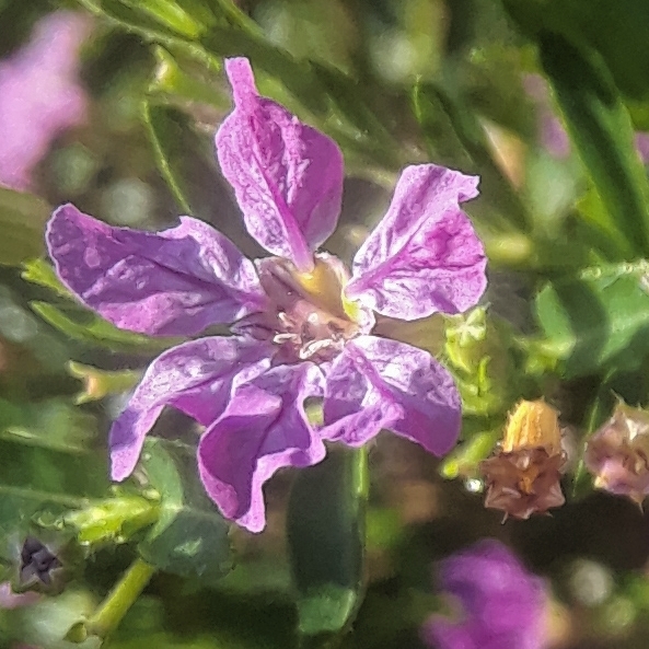 Plant image Cuphea hyssopifolia