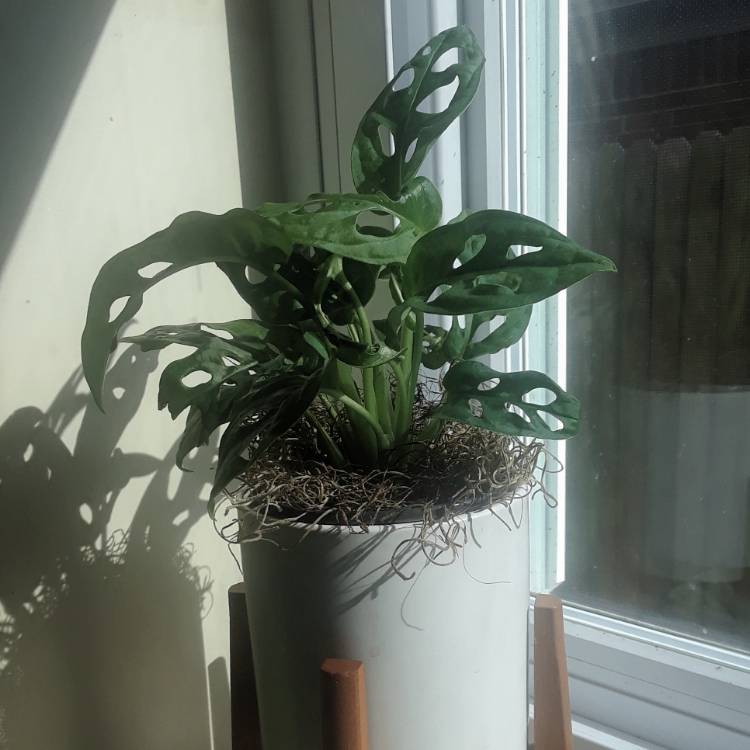 Plant image Monstera adansonii