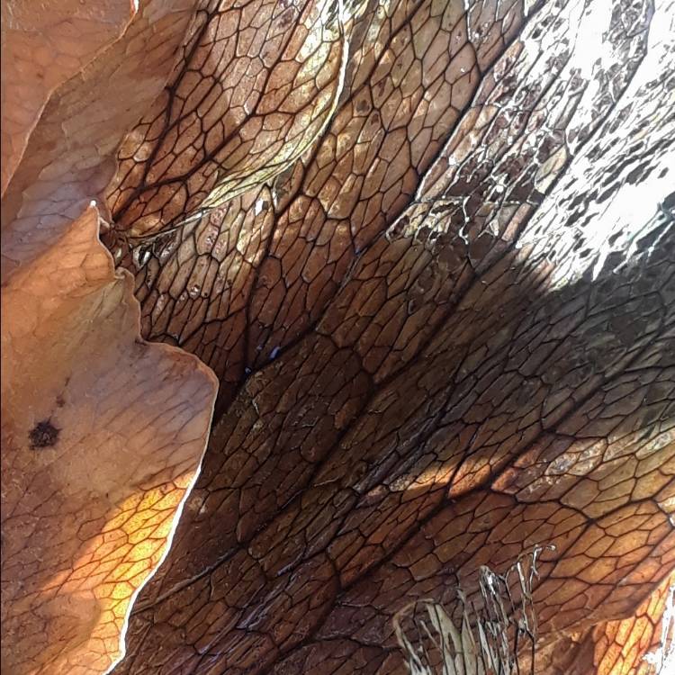 plant image 1407428
