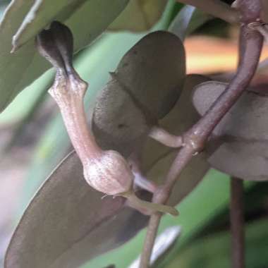 Ceropegia linearis subsp. Woodii