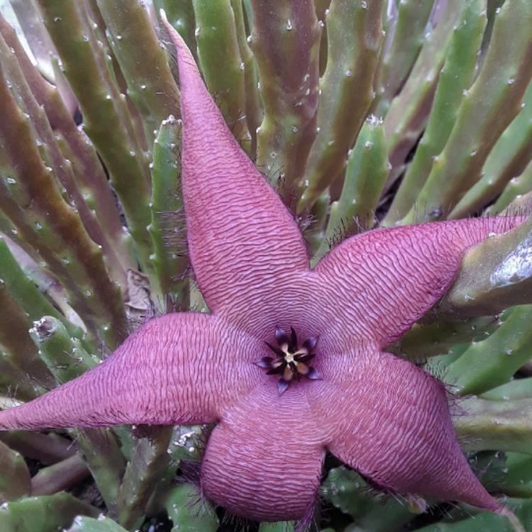plant image 1408320