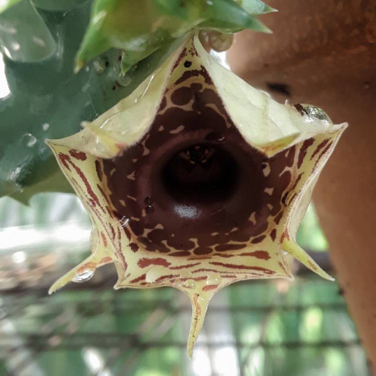 Plant image Huernia Zebrina