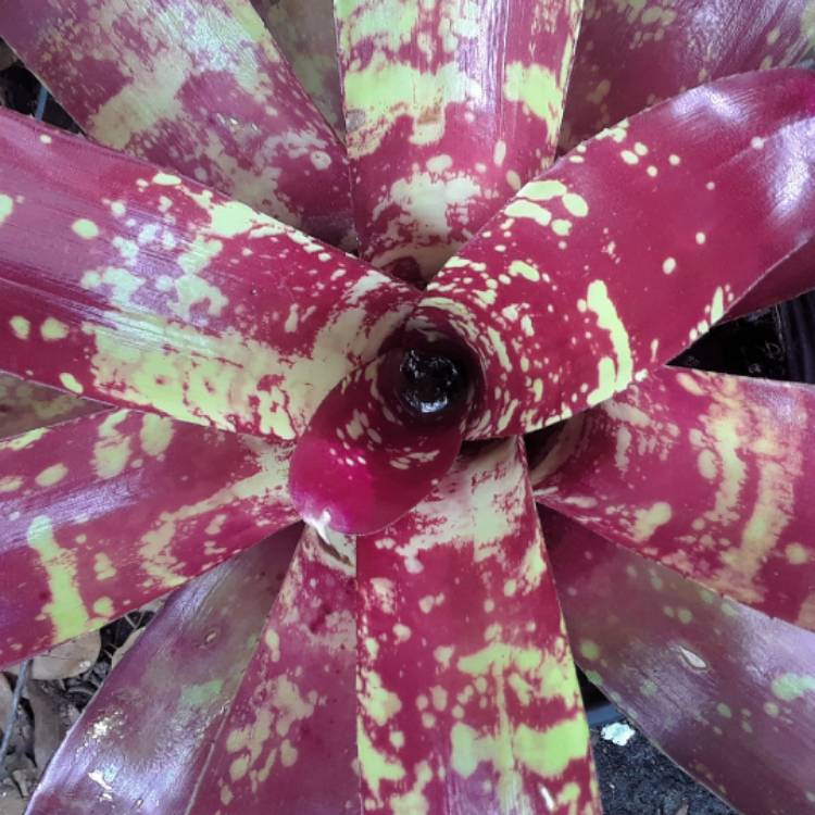 plant image 1408641
