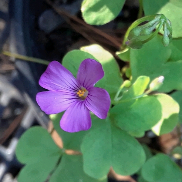 plant image 1409334