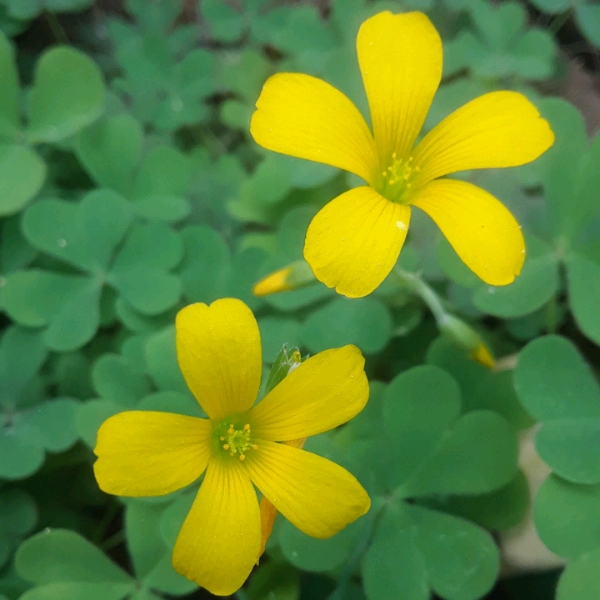 Plant image Oxalis