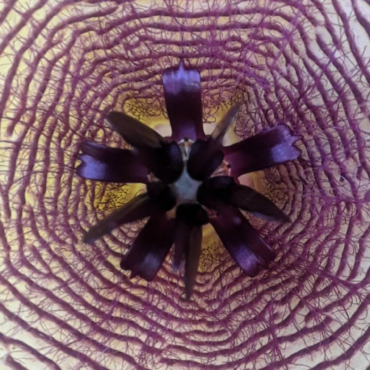 Plant image Stapelia gigantea