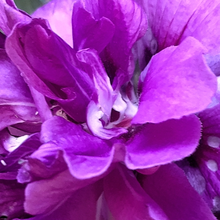 plant image 1409872