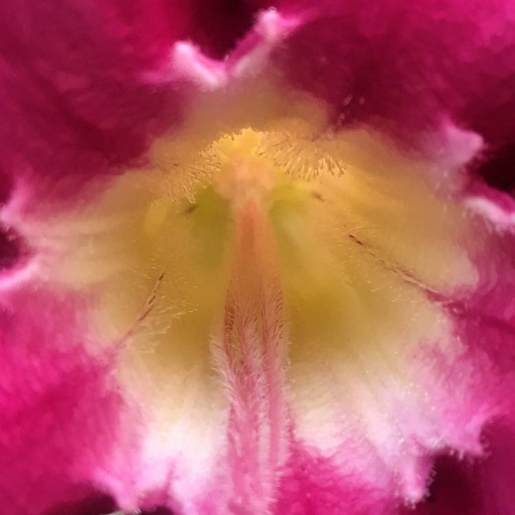 plant image 1409879