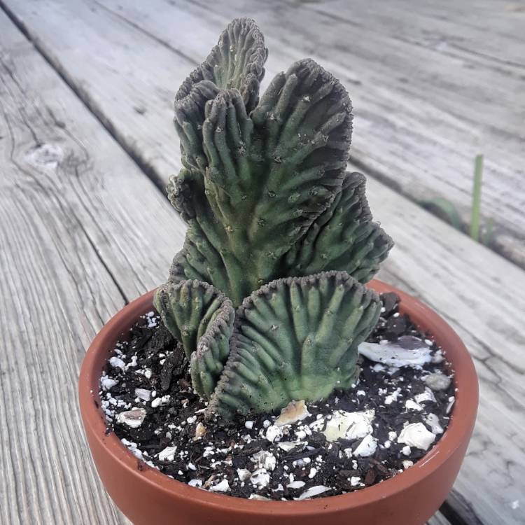 Plant image Stapelia leendertziae forma cristata