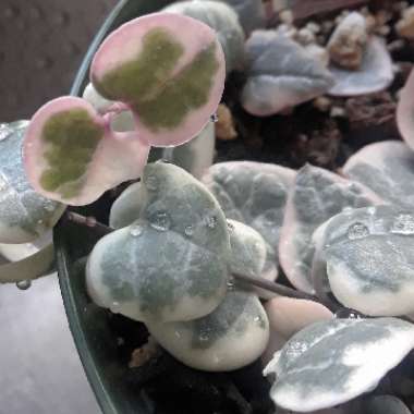 Ceropegia linearis subsp. woodii variegata