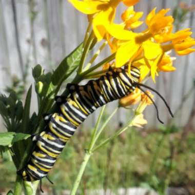 Asclepias curassavica 'Silky Gold'