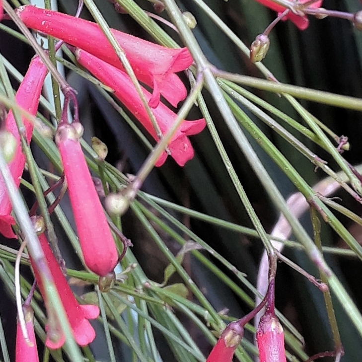 Plant image Russelia equisetiformis