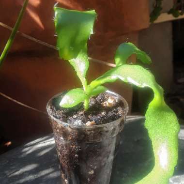 Epiphyllum guatemalense monstrosa