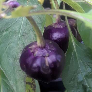 Capsicum Annuum