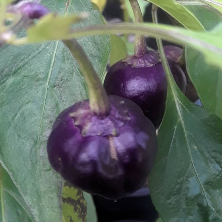 plant image 1416360
