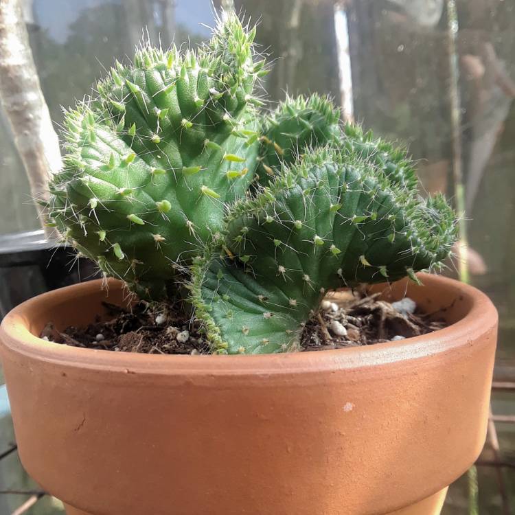 Plant image Opuntia cylindrica minor cristata