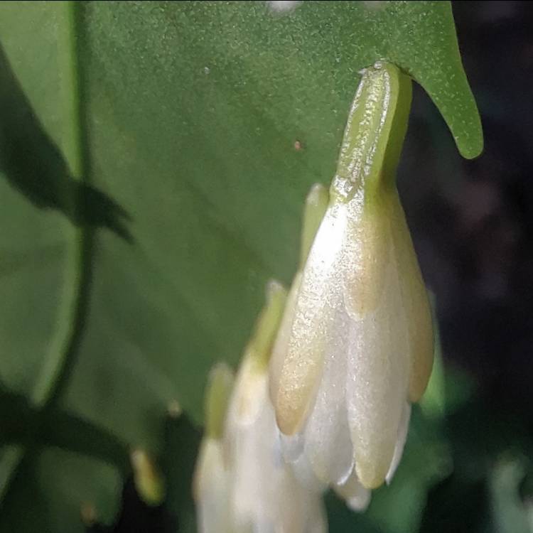 plant image 1416762