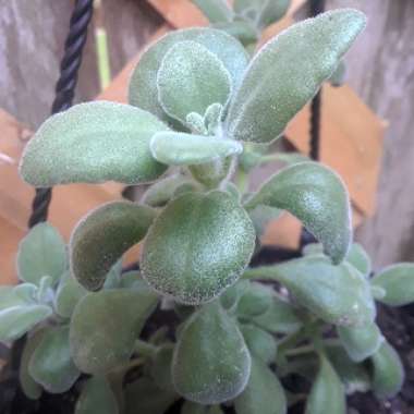 Plectranthus hadiensis var. 'tomentosa'