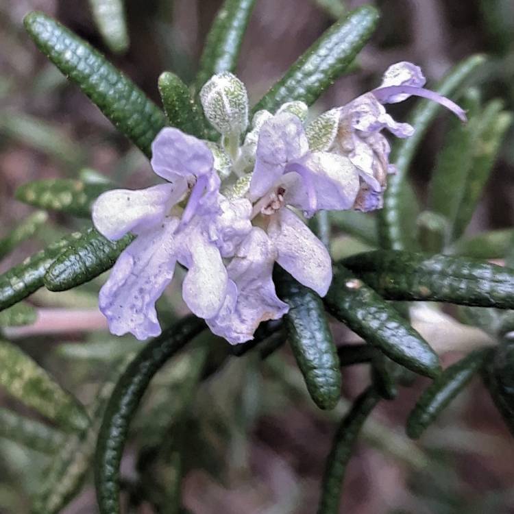 Plant image Salvia rosmarinus (Prostratus Group) syn. Rosmarinus officinalis (Prostratus Group)